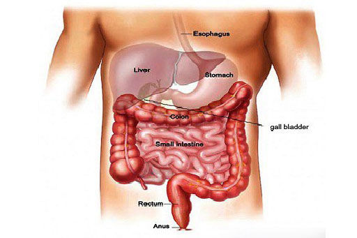 Digestive  surgery